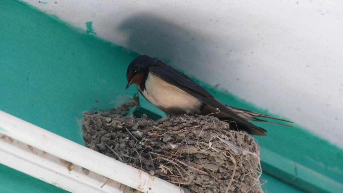 Barn swallows in Manipur may have shed migratory trait