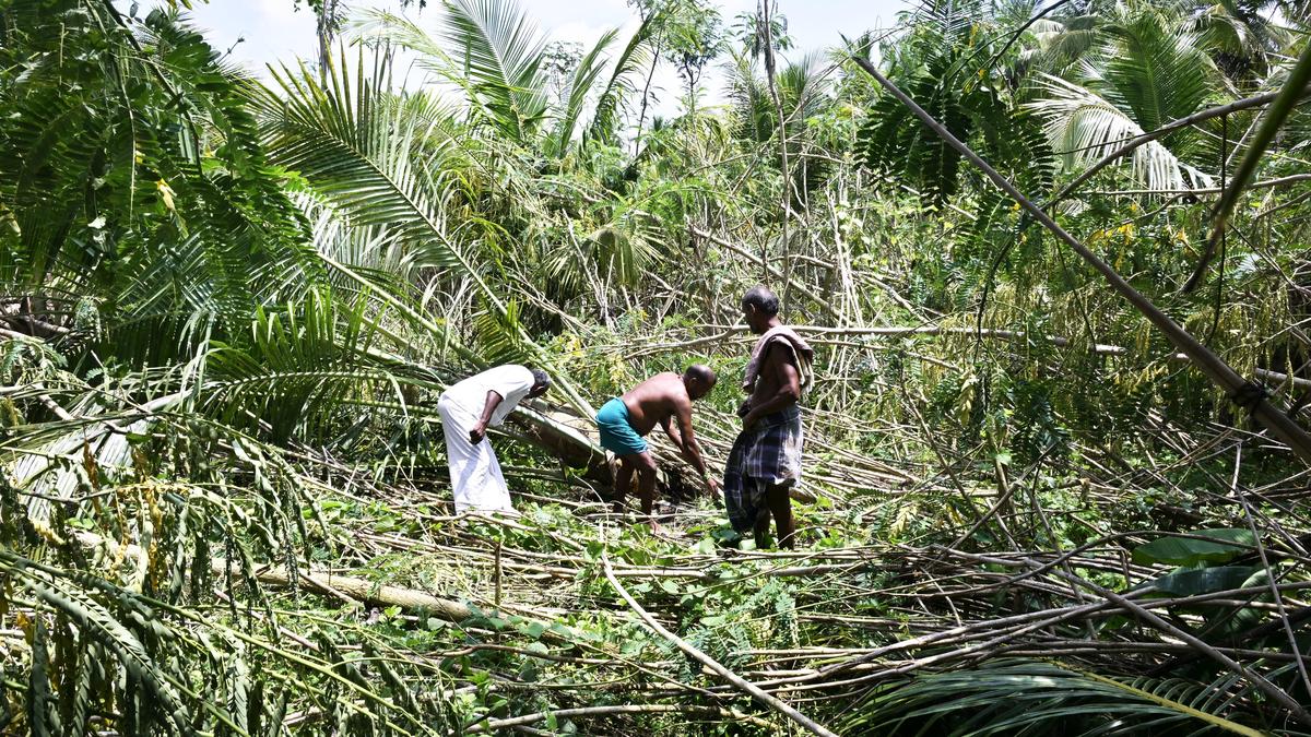 Plight of betel leaf farmers miserable as gale storms hit fields, expect new government to give relief swiftly
