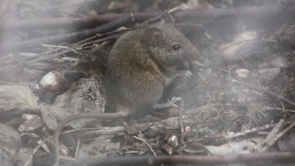 Fake memory implanted in mice with a beam of light
