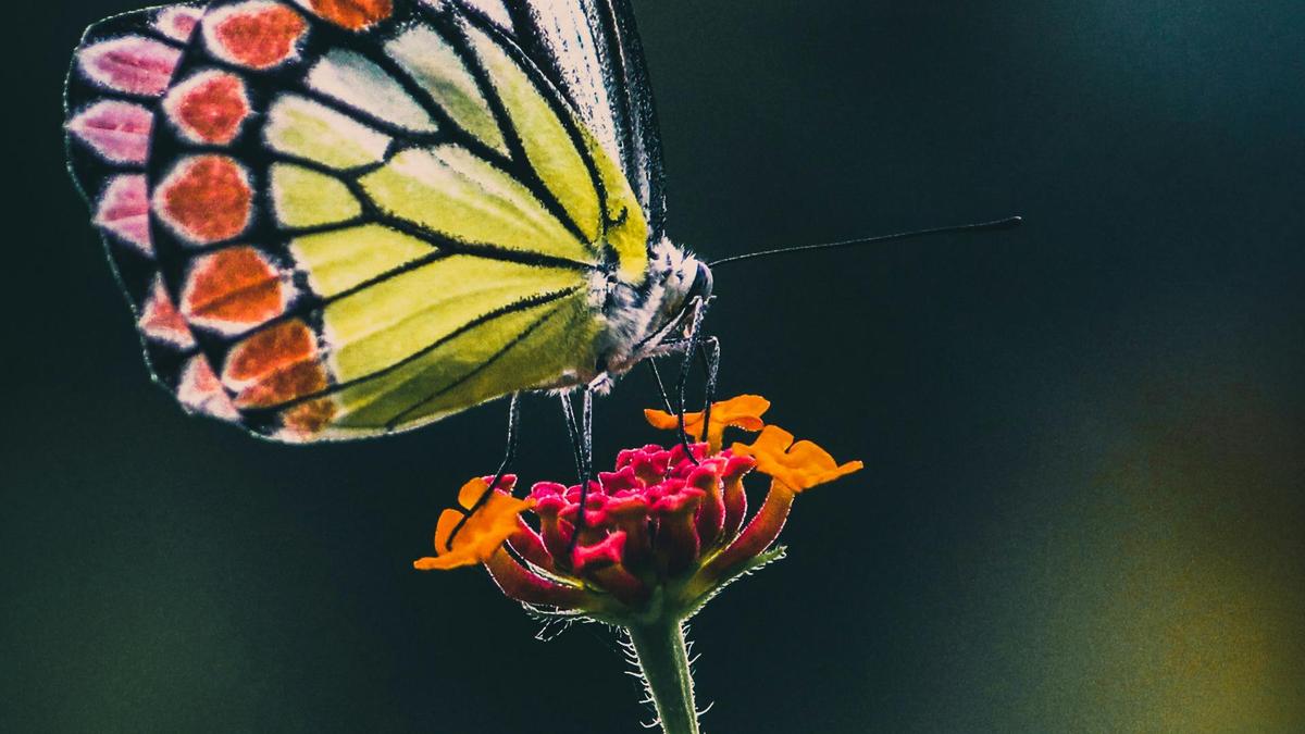 How do butterflies taste?  – The Hindu