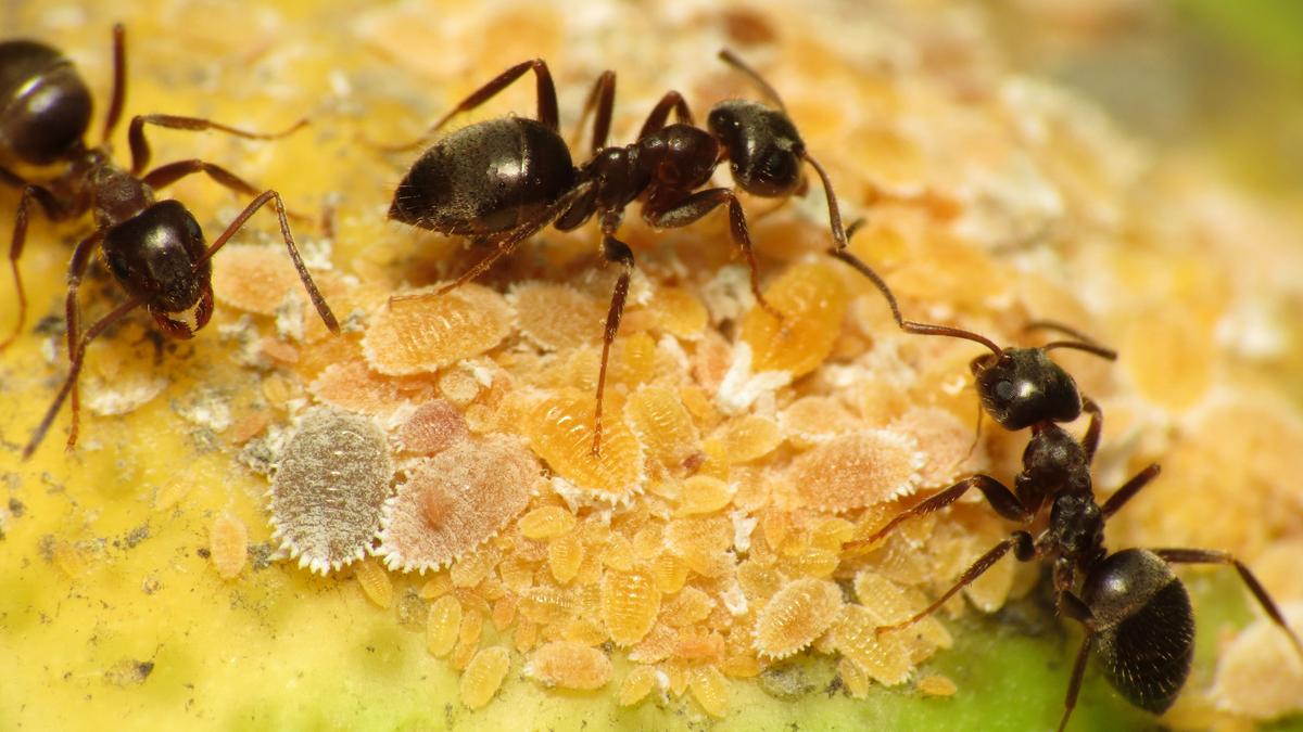 How ants cope with disease outbreaks