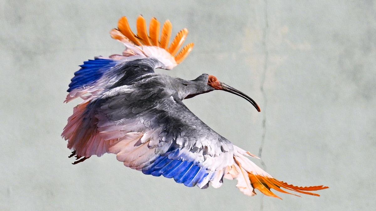 Eight crested ibises released in Japan decades after extinction