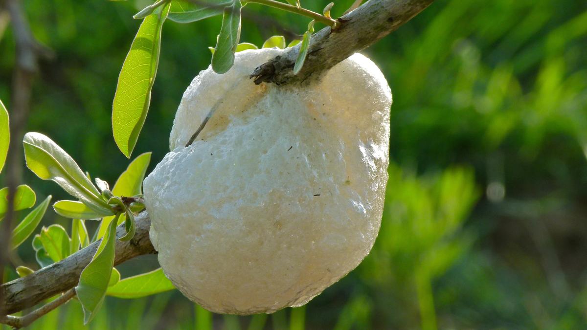 Meet the frogs that build ‘cloudy’ nests in South Africa’s trees