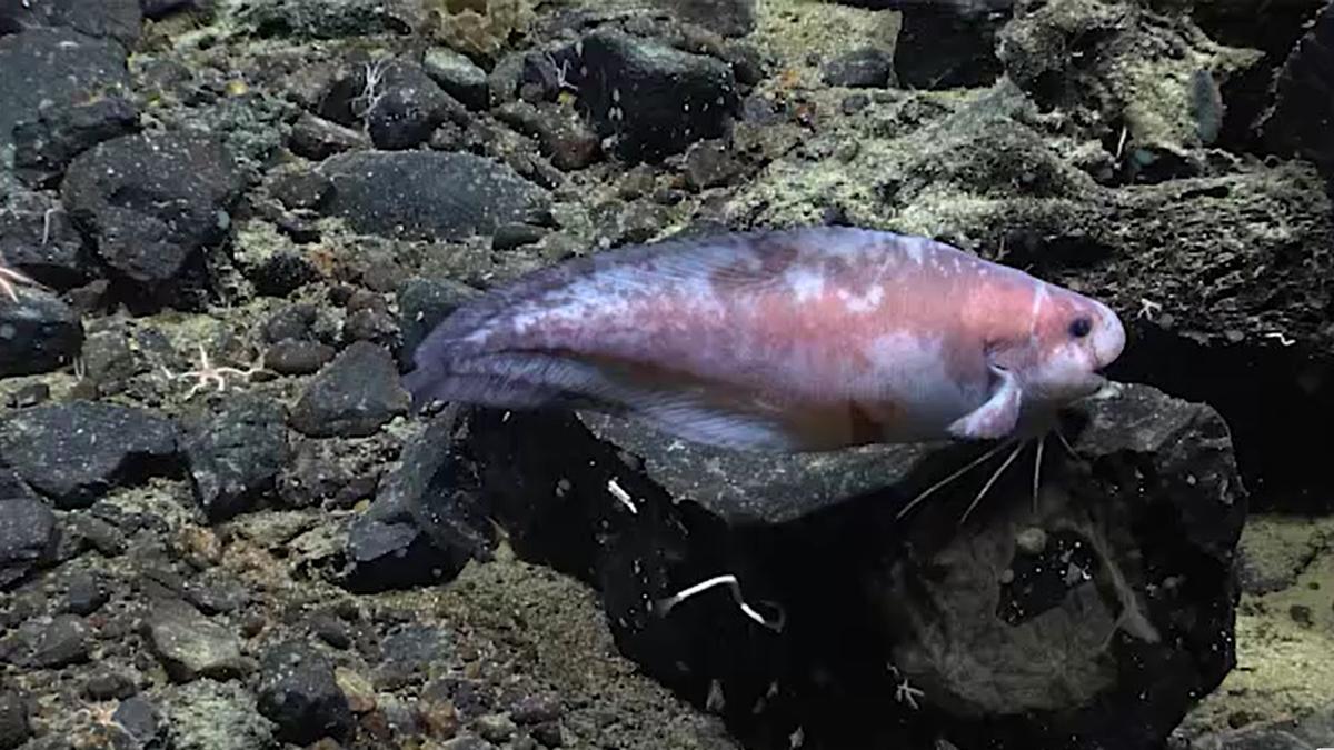 Daily Quiz: On World Oceans Day