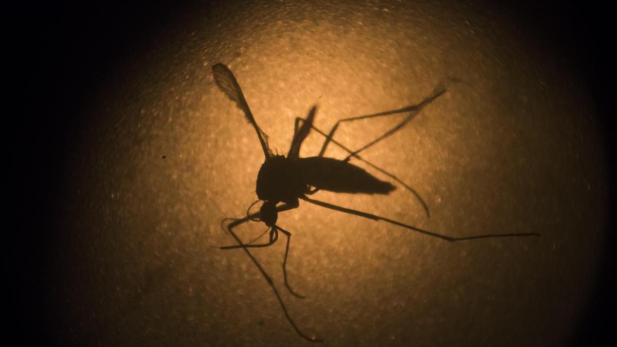 Drug-resistant malaria poses growing challenge to treatment and elimination efforts