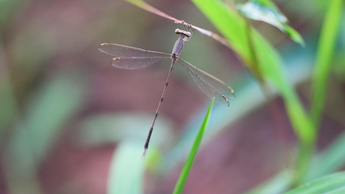 New damselfly species discovered in Kerala’s Western Ghats