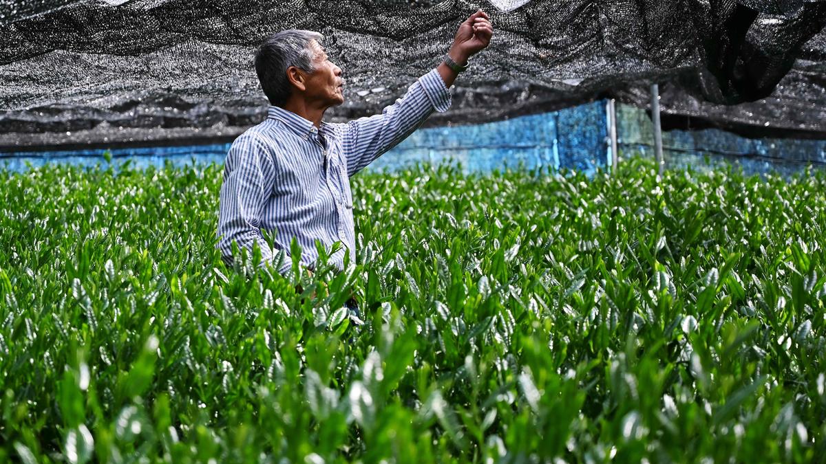 Assam estate sells India’s first matcha tea