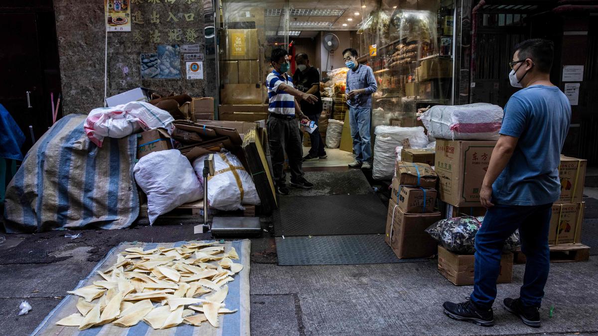 ‘Cruel, wasteful’: Dakar port a hotspot for illegal shark fins