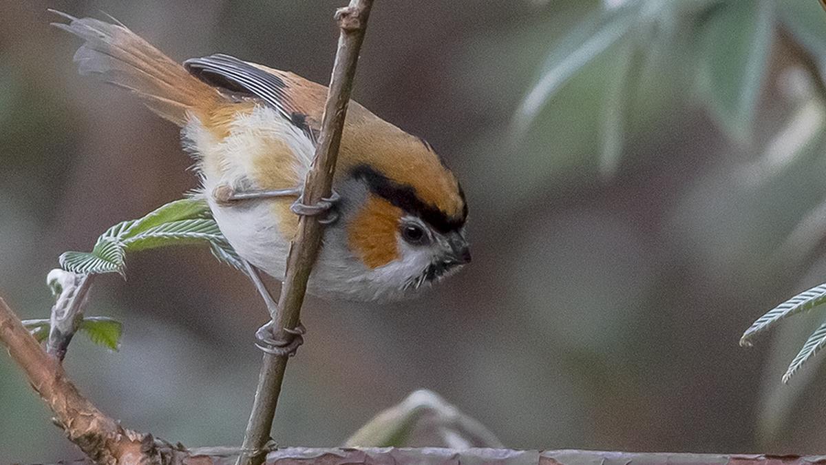 science for all newsletter Himalaya’s birds grapple with a seasonal drop in insect prey