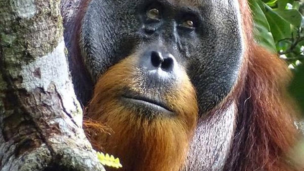 Zoopharmacognosy — when animals medicate themselves