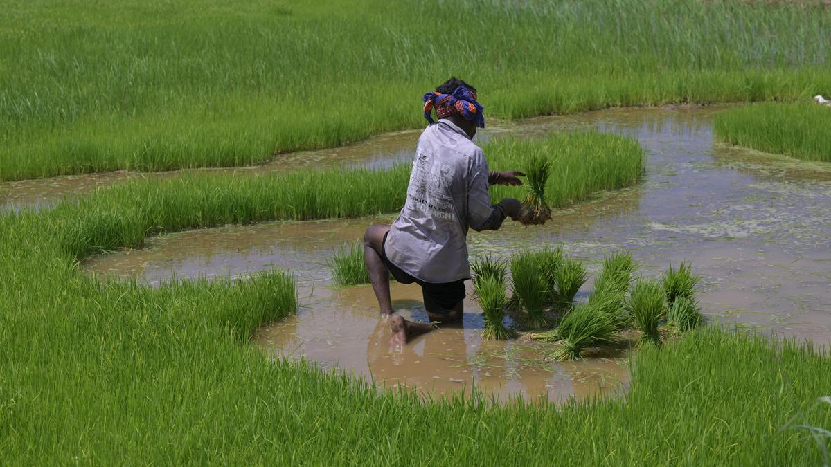 How El Niño could damage India’s economy | Explained