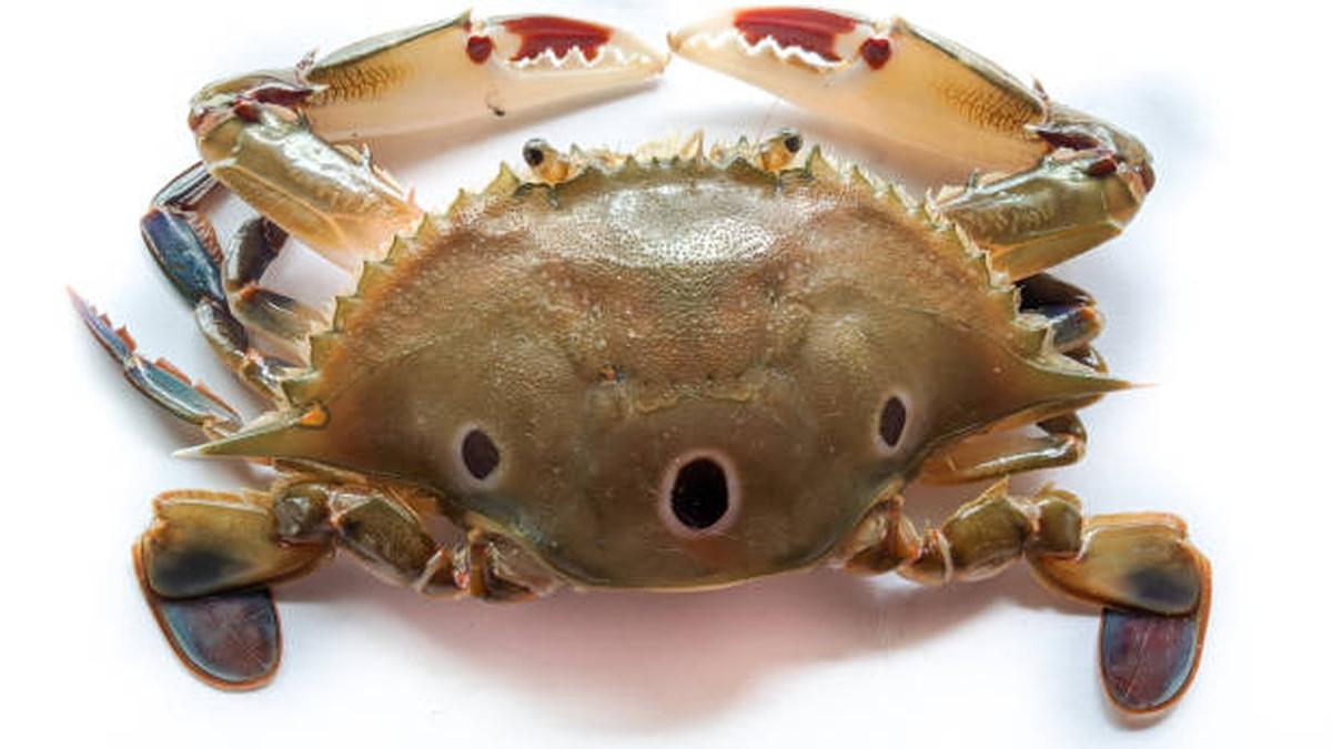 Science for All newsletter: The marine crab that grew too big for its plastic shell