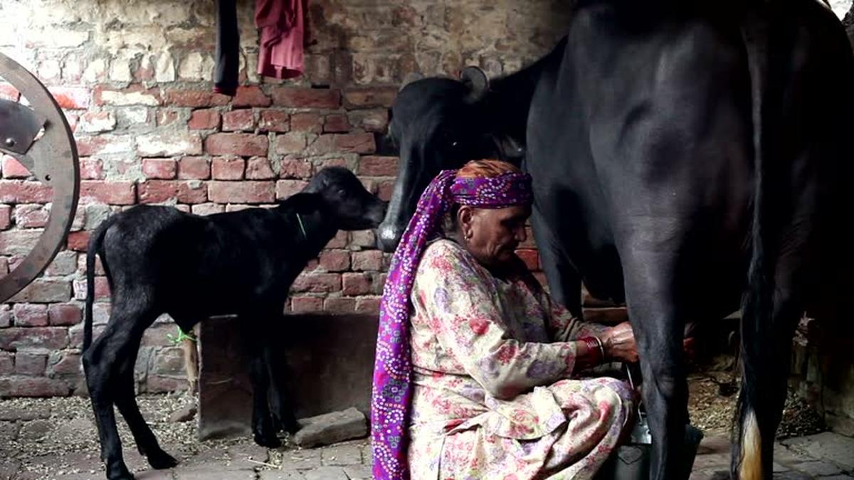 Milk production in Gangetic plains has nosedived due to climate change