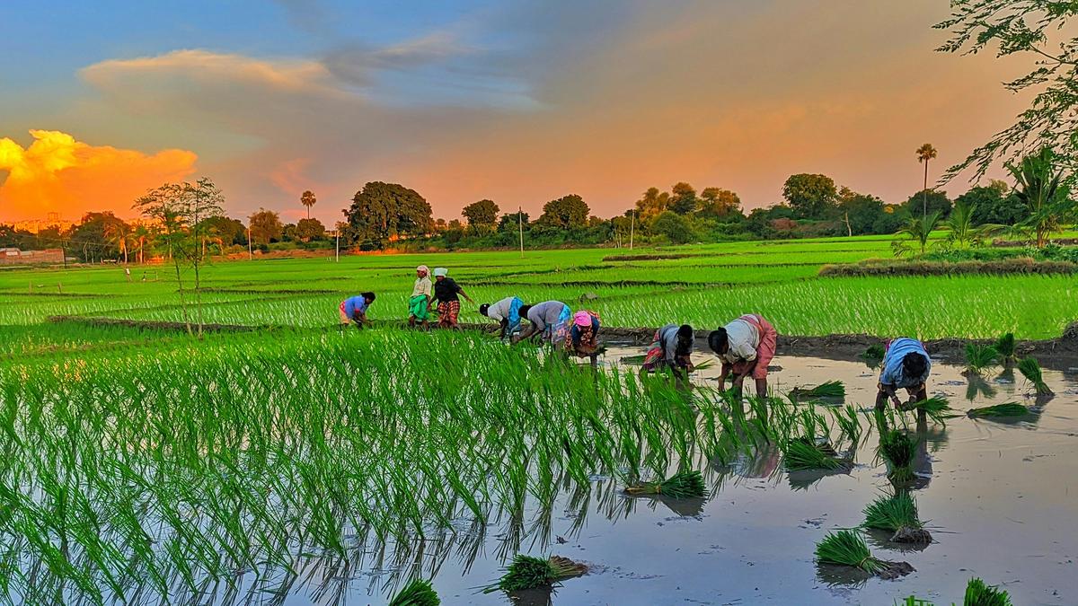 India’s rice fields now rank among world’s top methane hotspots