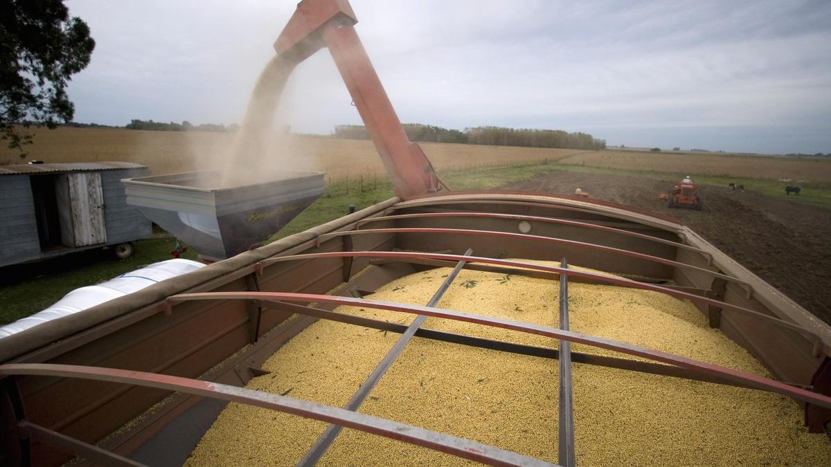 India set for record soyoil imports as Russia-Ukraine war disrupts sunflower shipments