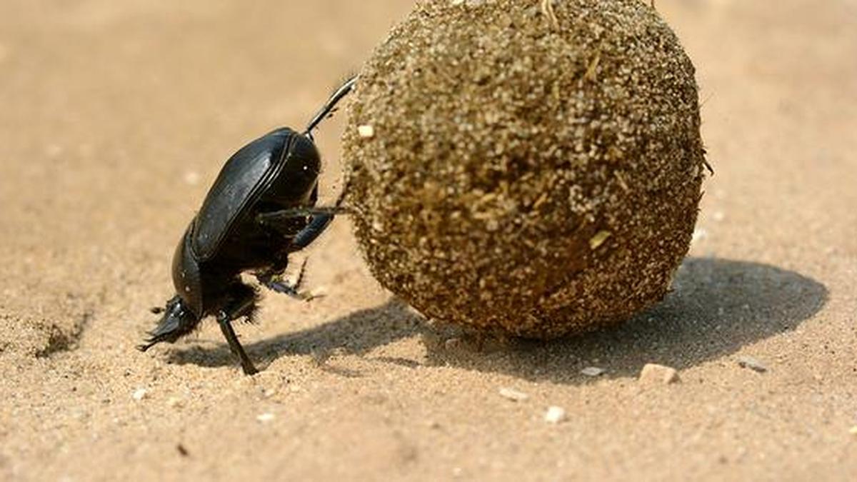 Dung beetles prefer dog poop, but their children pay the price