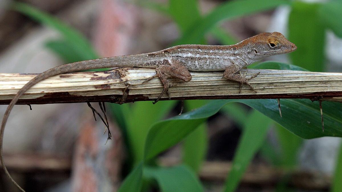Hold tight! How two hurricanes forced a lizard to change its grip