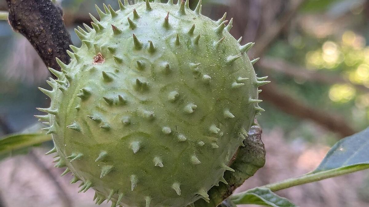 ‘Datura’ lands e-commerce platforms in trouble in Karnataka: What is the plant?