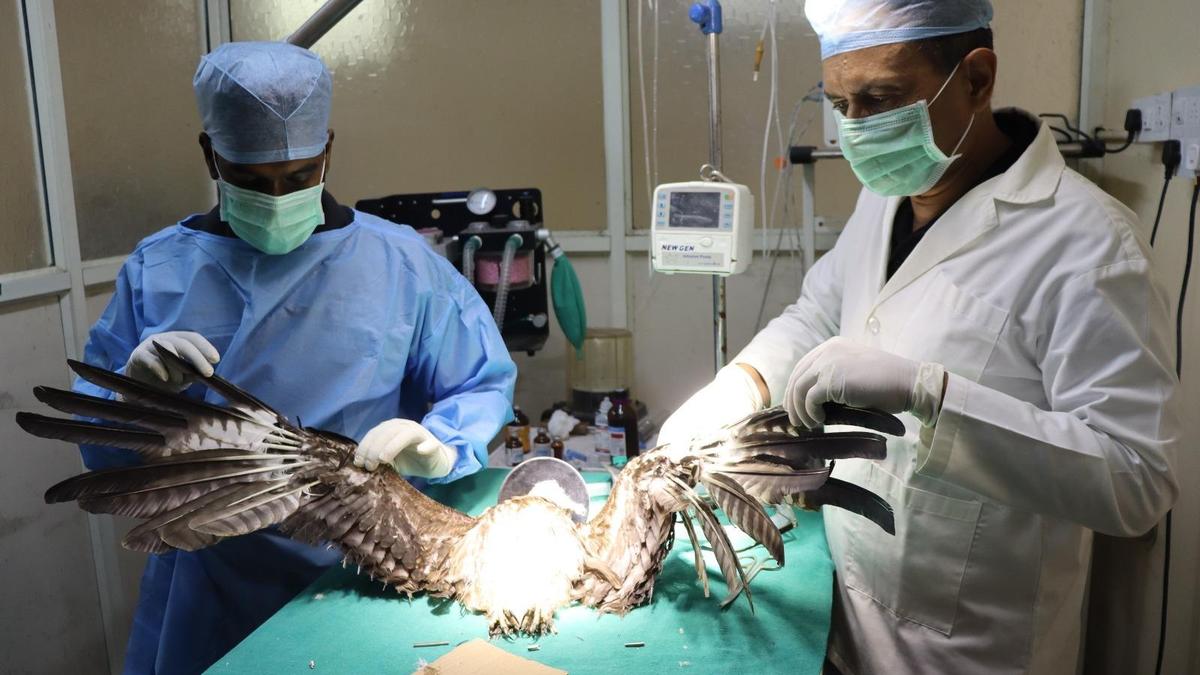 PfA@30: Taking the animal kingdom under their wing