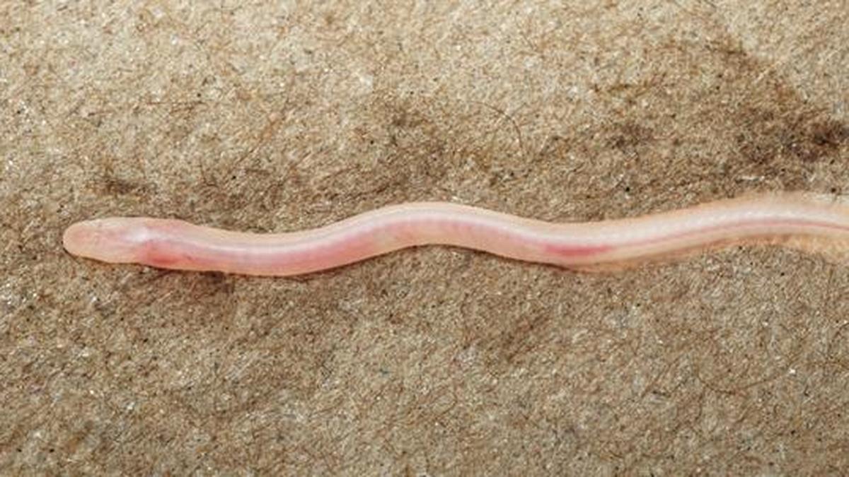 Science for all newsletter: TikTok aids scientists to report an unknown subterranean fish in the Gangetic Basin