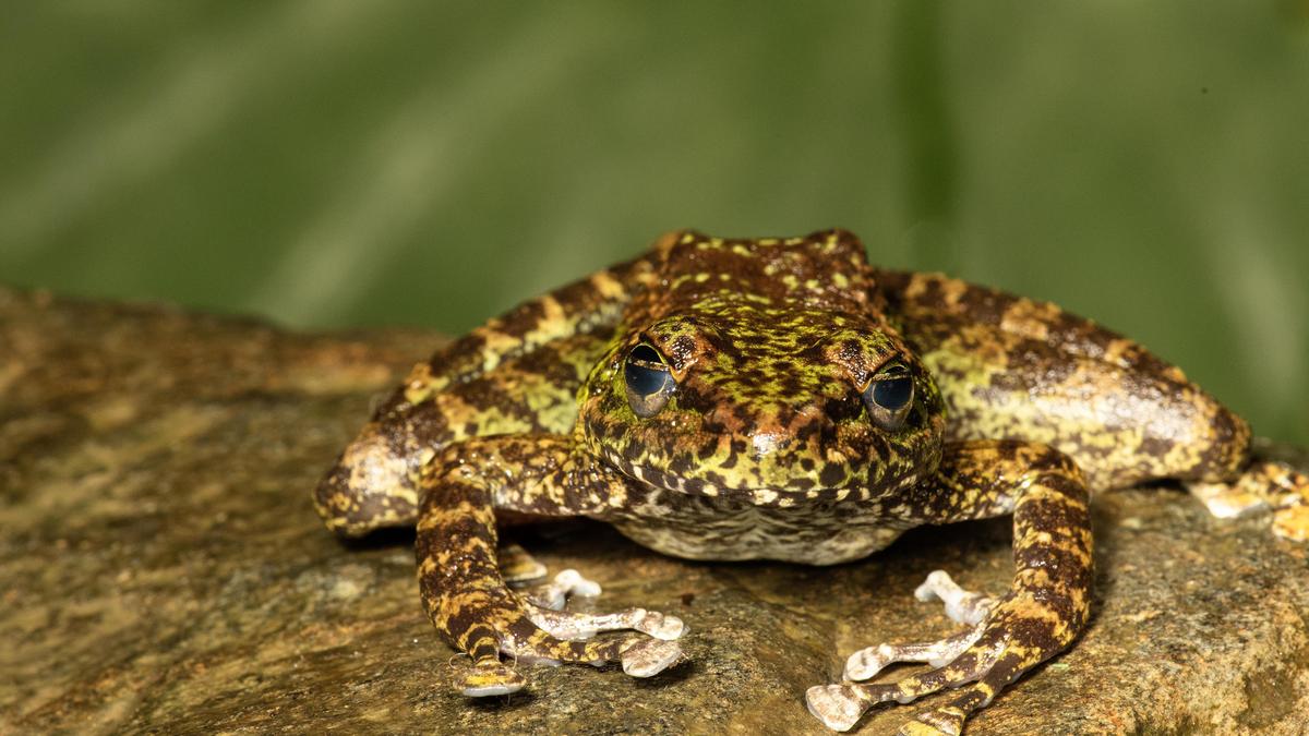 Three new cascade frog species discovered in northeast India; one named in honour of Kerala social worker Padmini Varkey