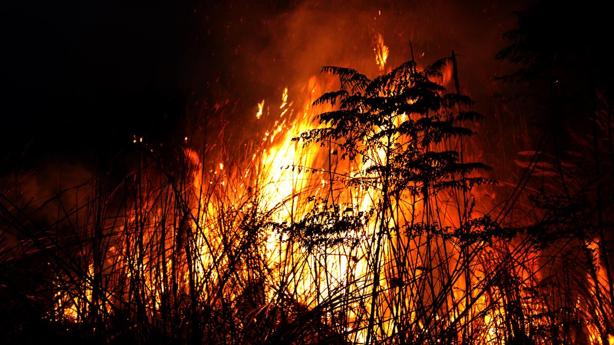 Death toll from Algeria wildfire rises to 12