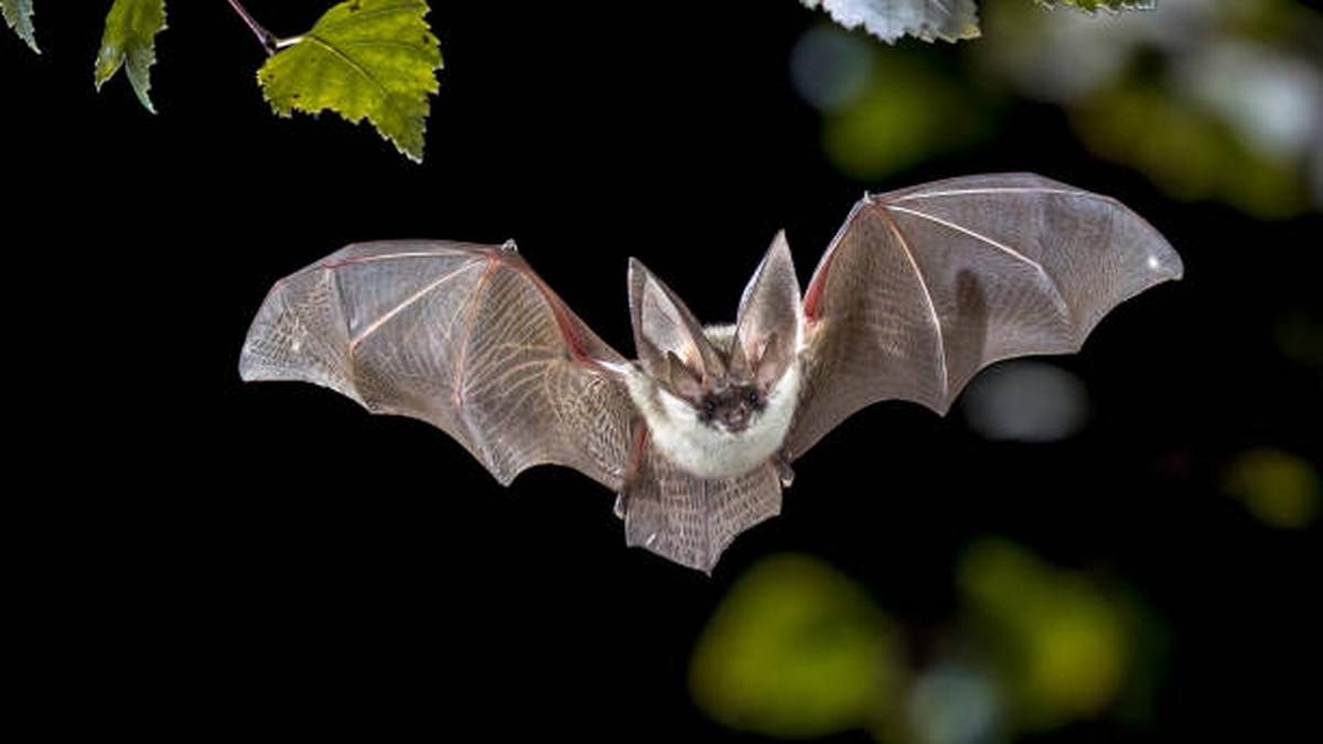 Science for All Newsletter Why bats do not fall ill from the viruses they spread