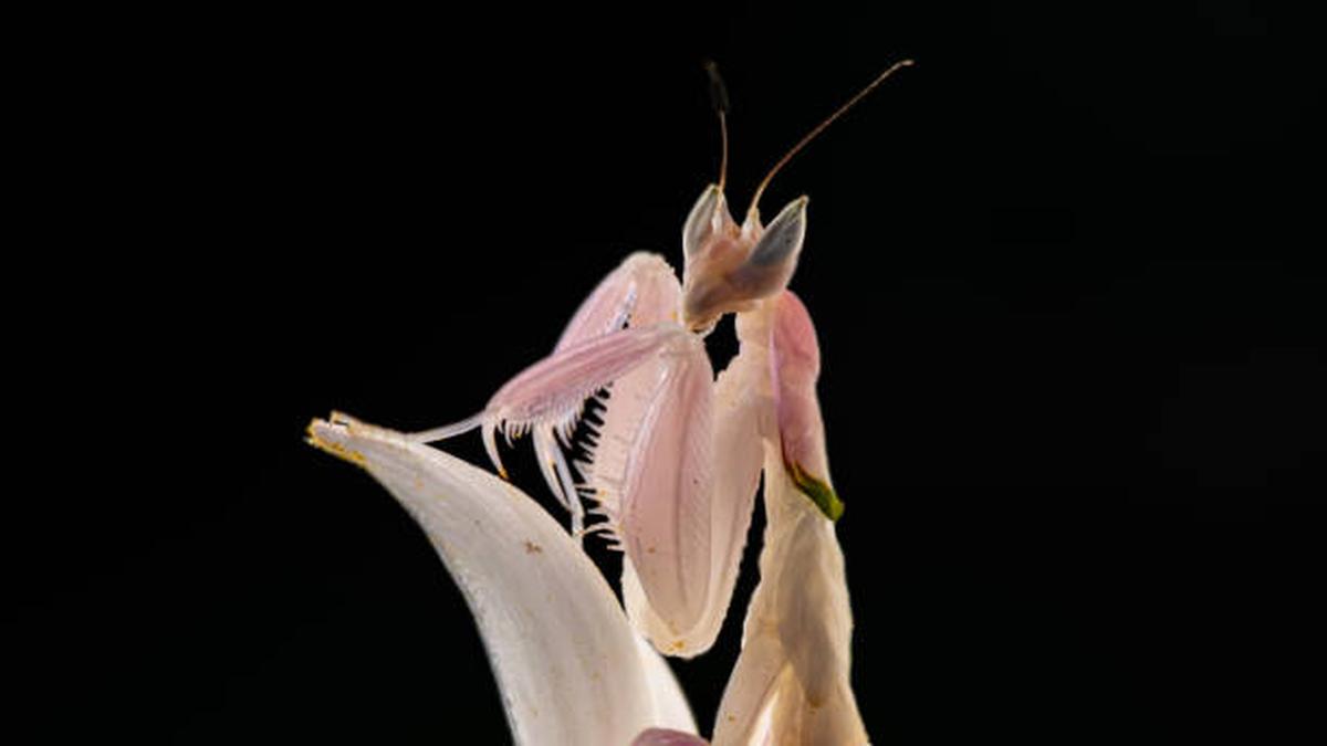 Science for all newsletter: Insects’ mastery over flowering-plant mimicry dates back 99 million years