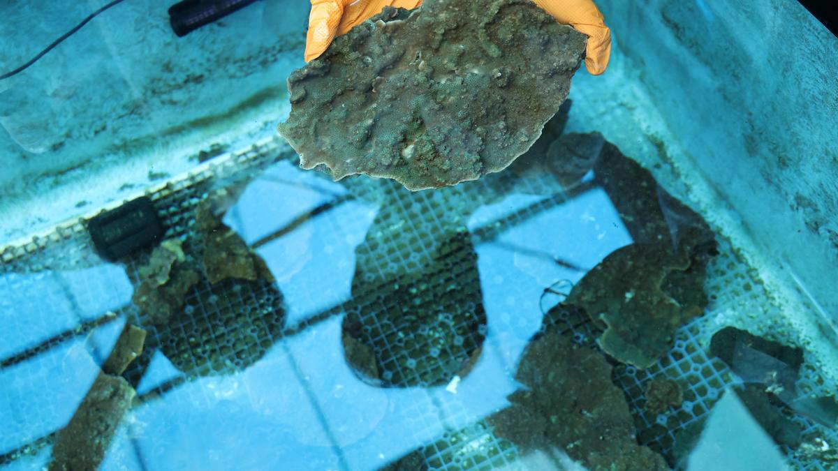 Slumping: a soft-coral threat