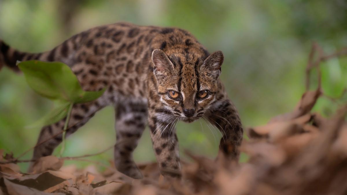 New cat species identified in Bolivia, first in over a century