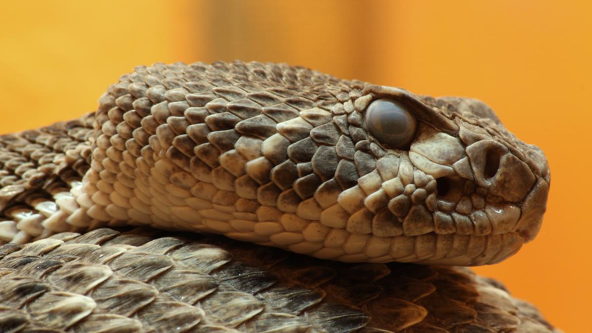 Rattlesnake blood could reinvent the fight against deadly venoms