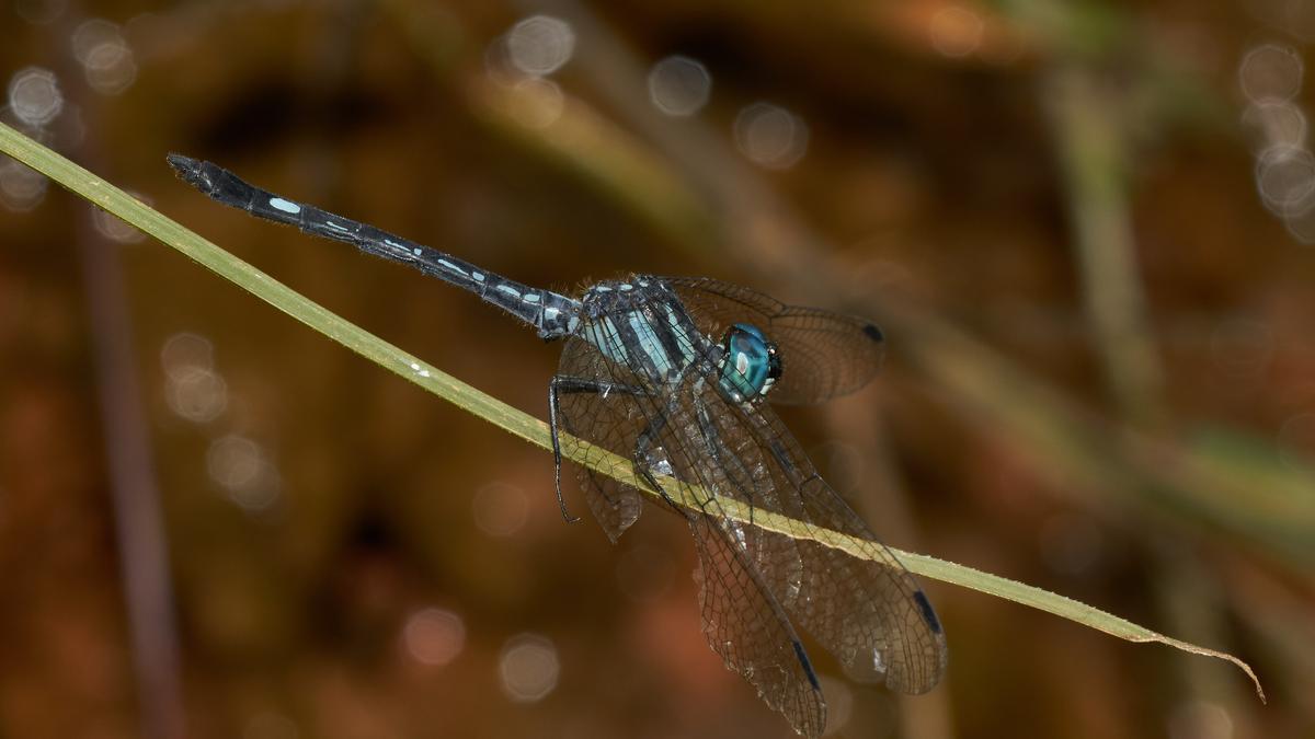 Dragonflies are bellwethers of earth’s ecosystems