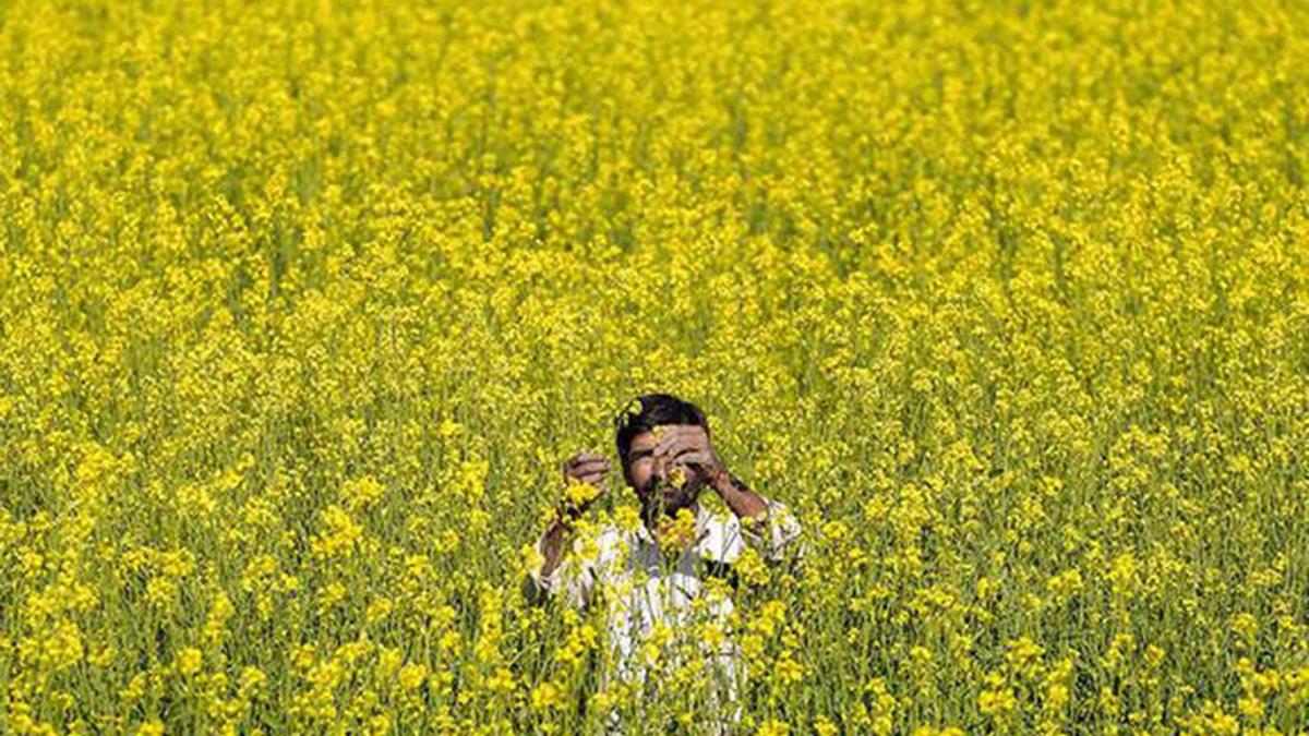 Cabinet approves hike in Rabi minimum support prices for 2027-28 season