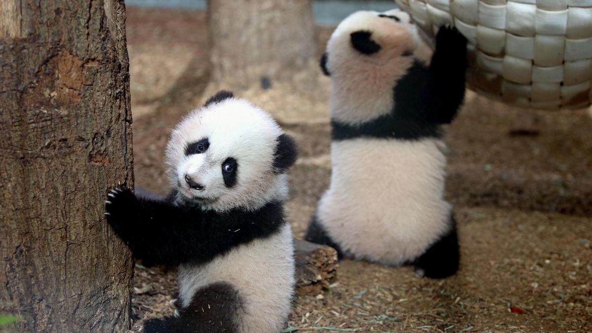 Xi says two giant pandas from China will arrive in the coming days at Atlanta’s zoo
