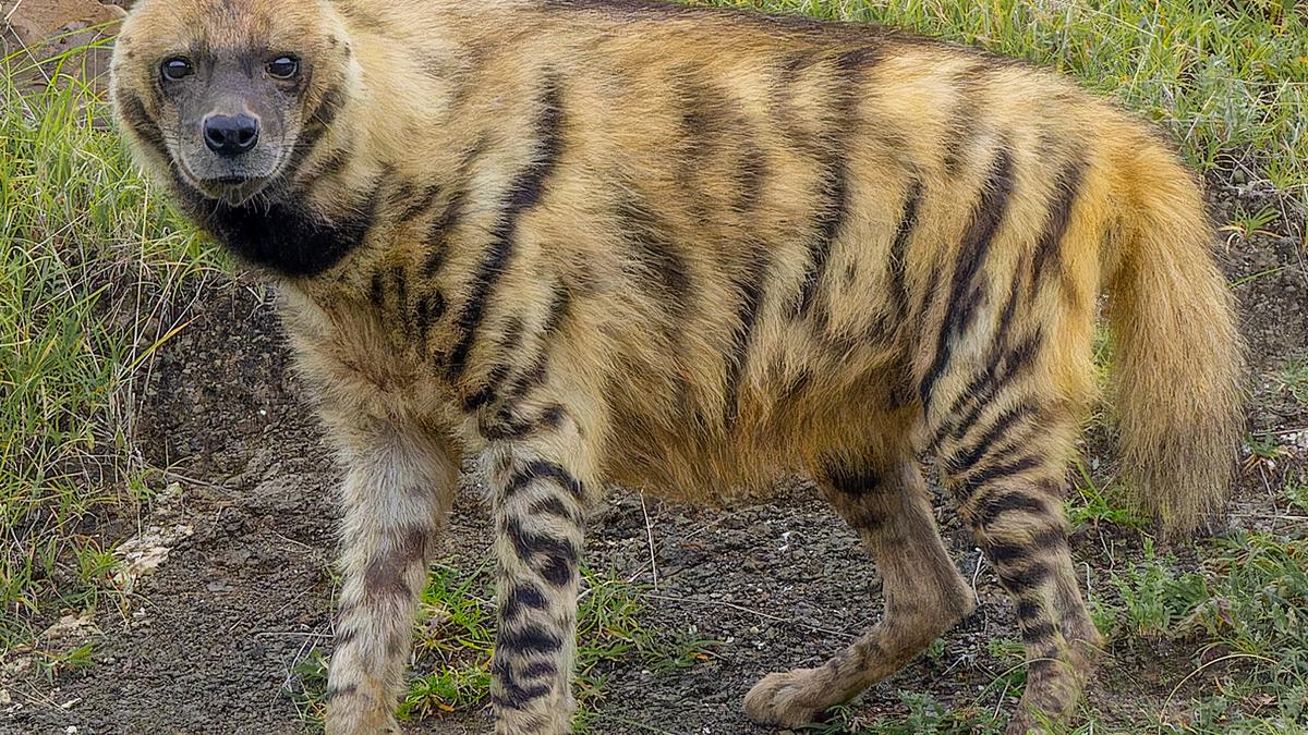 Striped hyenas help keep India clean, but remain misunderstood