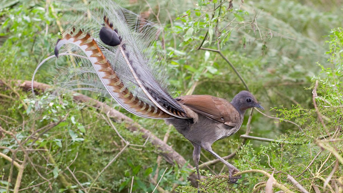 Science quiz | Vivid displays in the wild