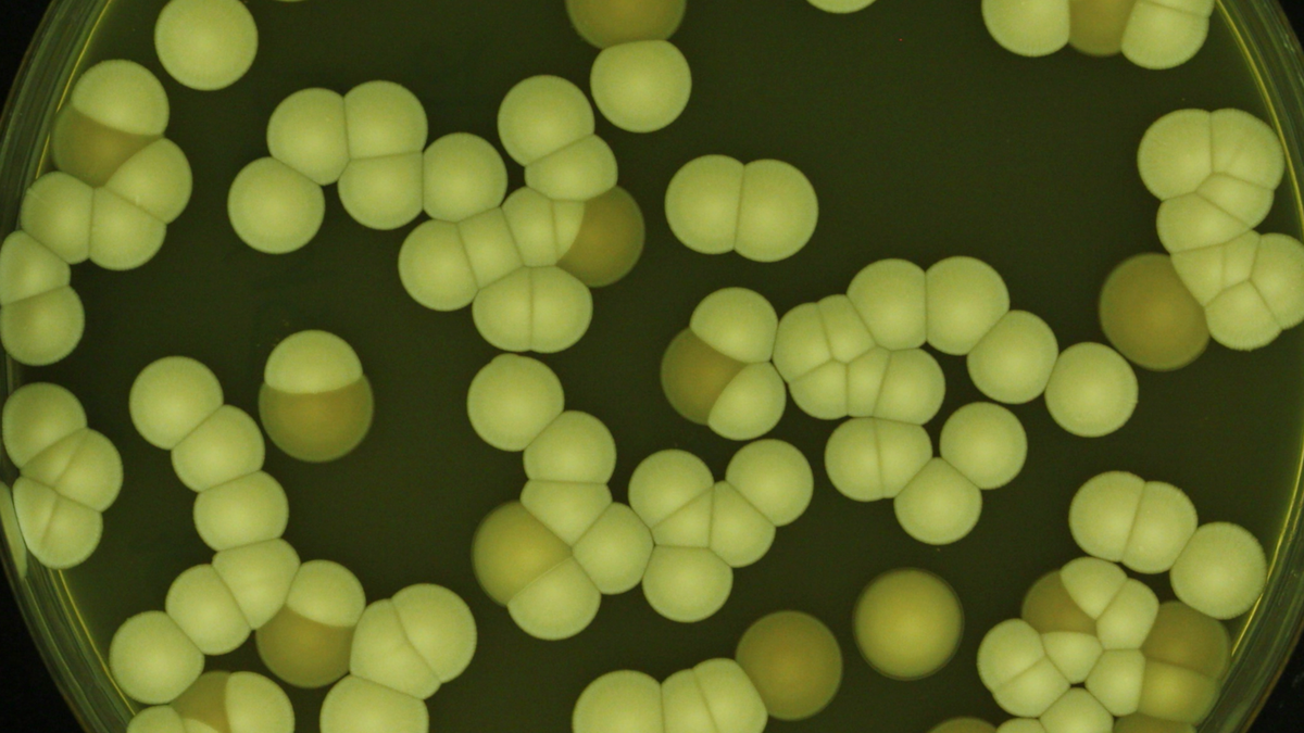 Why scientists are rethinking the chemical ‘arms race’ against fungi