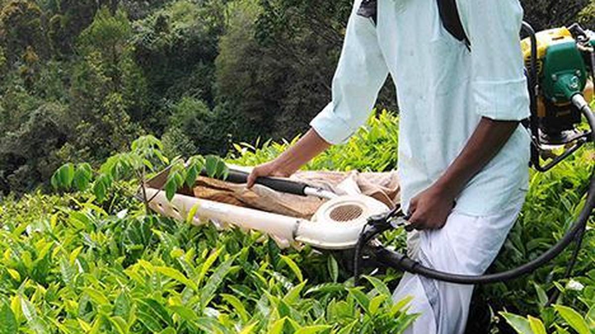 Tea output slips, exports drop in January-July 2026