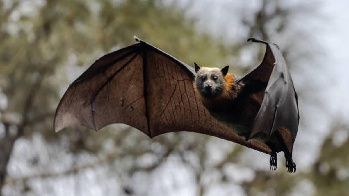 Bats first originated in Europe 65 million years ago, scientists say