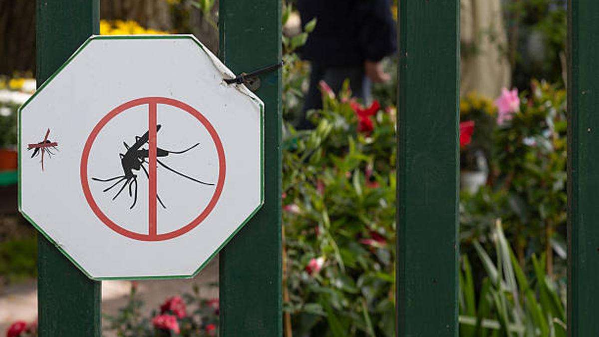 Science for All newsletter: Human activity has shaped the genetic diversity of dengue mosquitoes in India