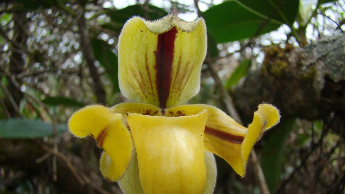 New checklist by Keralam research team records 3,261 flowering plant species in Agasthyamalai Biosphere Reserve