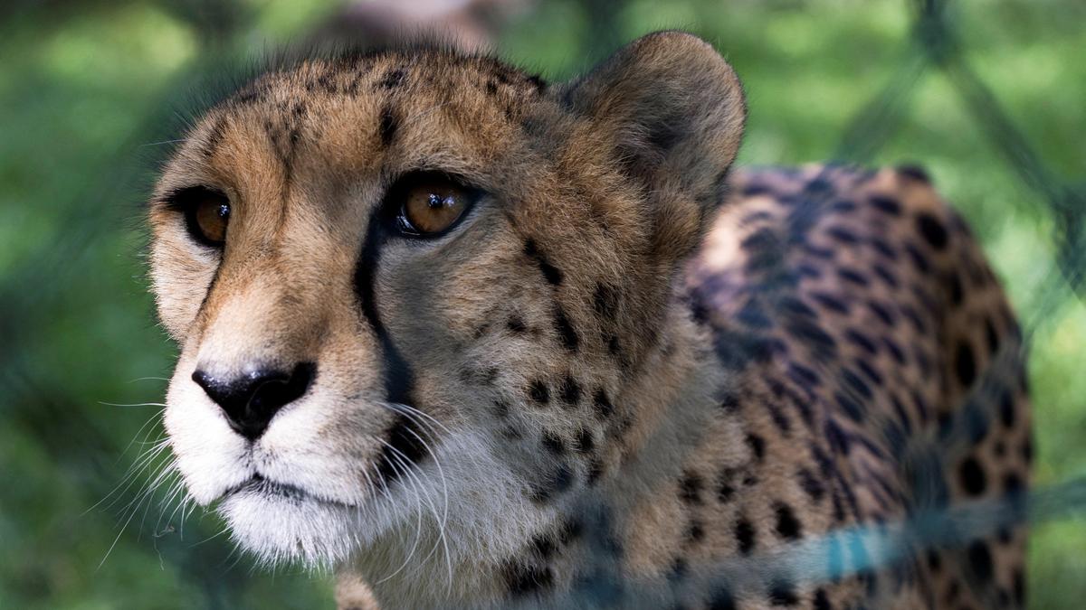 Two cheetahs released into tiger reserve, their third habitat in Madhya Pradesh