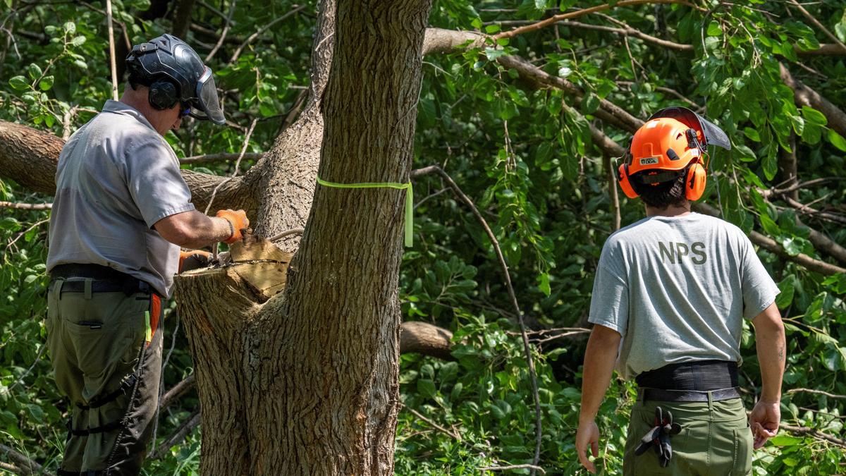 U.S. judge halts tree-cutting at Trump’s golf course project