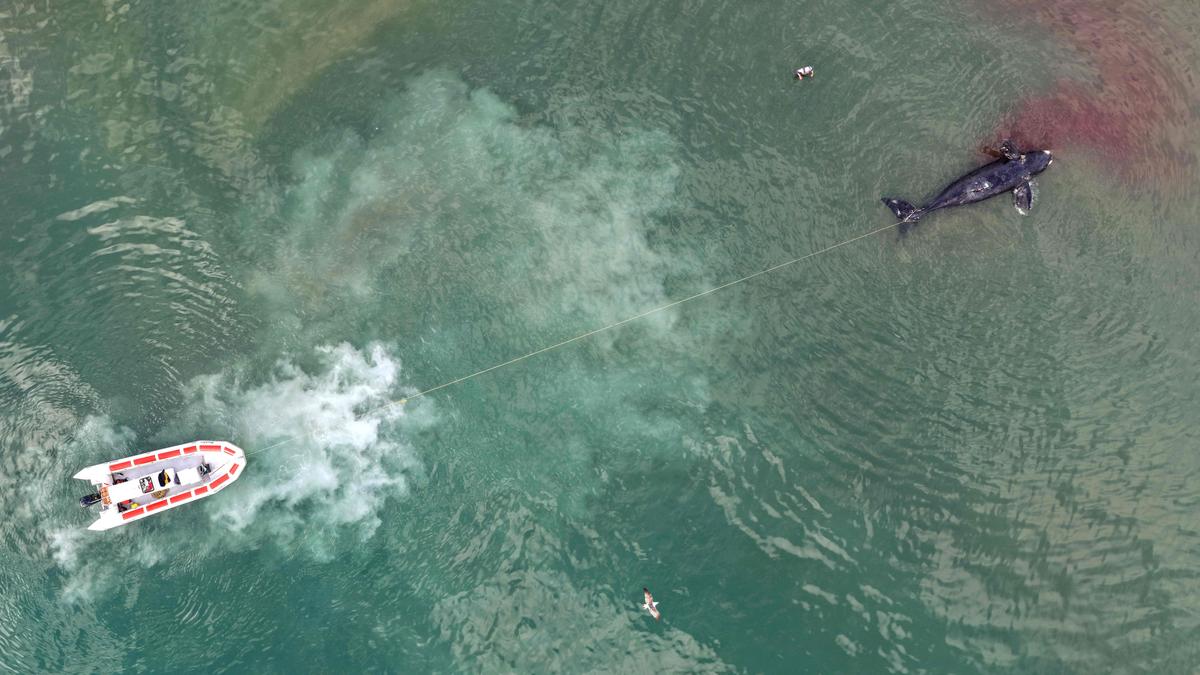 Scientists puzzled as baby whales wash up dead in Argentina