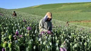 Afghanistan opium poppy cultivation surges despite Taliban government ban: UN