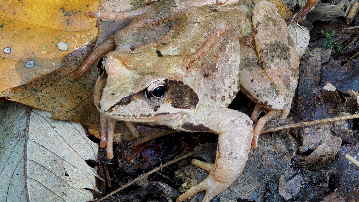 Global warming is turning frogs’ sex reversal into an extinction risk