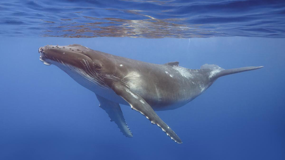 The whales never stopped coming to Gujarat’s beaches, the watchers did
