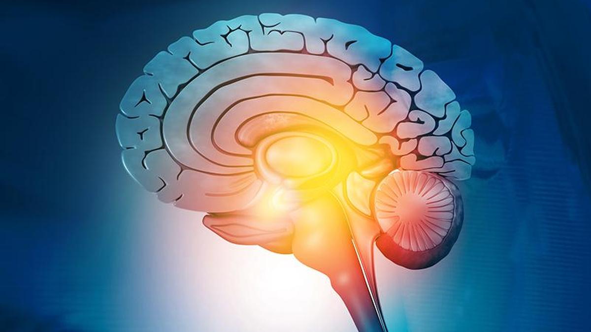 What human brain tissue transplanted into mice showed us