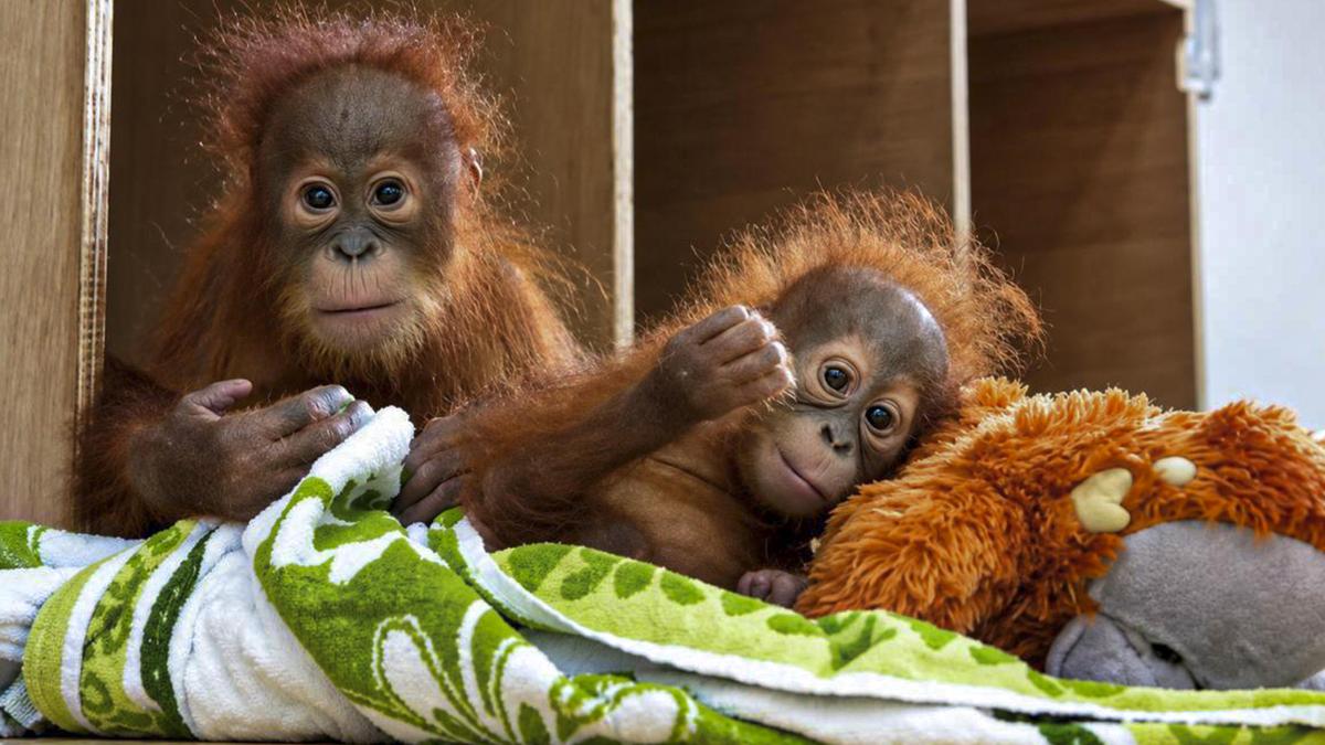 Baby orangutan rescued in India repatriated to Indonesia
