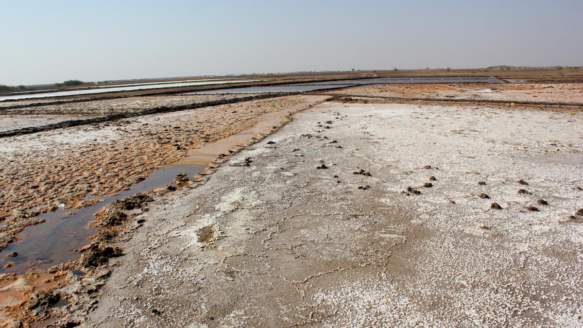 science for all newsletter: How the humble salt marsh softens the ocean’s fury